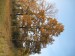 podzimní strom